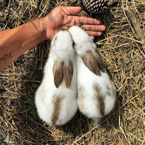 králičí bobky|Mazlavé bobky u králíka: co znamenají a jak jim。